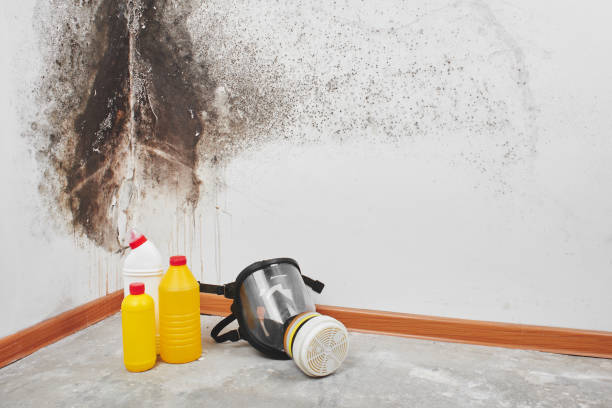 Best Crawl Space Mold Removal  in Phillipsburg, GA