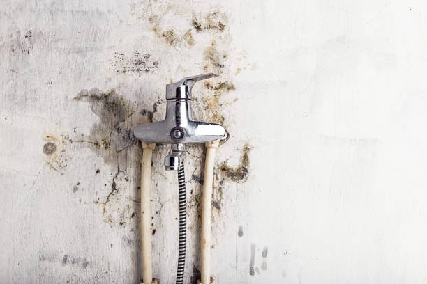 Best Office Mold Removal Services  in Phillipsburg, GA