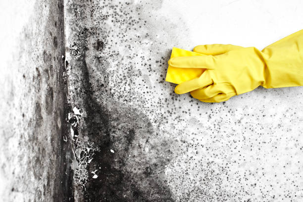 Best Toxic Mold Removal  in Phillipsburg, GA