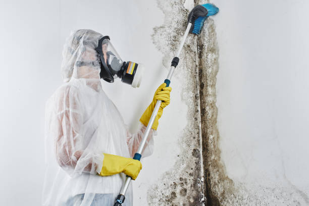Best Certified Mold Removal  in Phillipsburg, GA