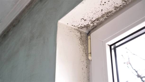 Best Residential Mold Removal  in Phillipsburg, GA