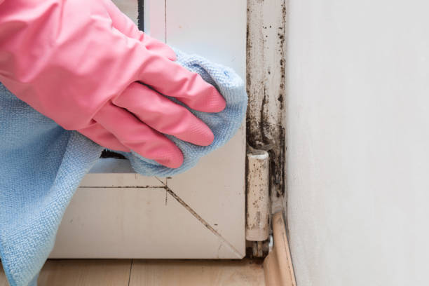Best Same-Day Mold Removal  in Phillipsburg, GA
